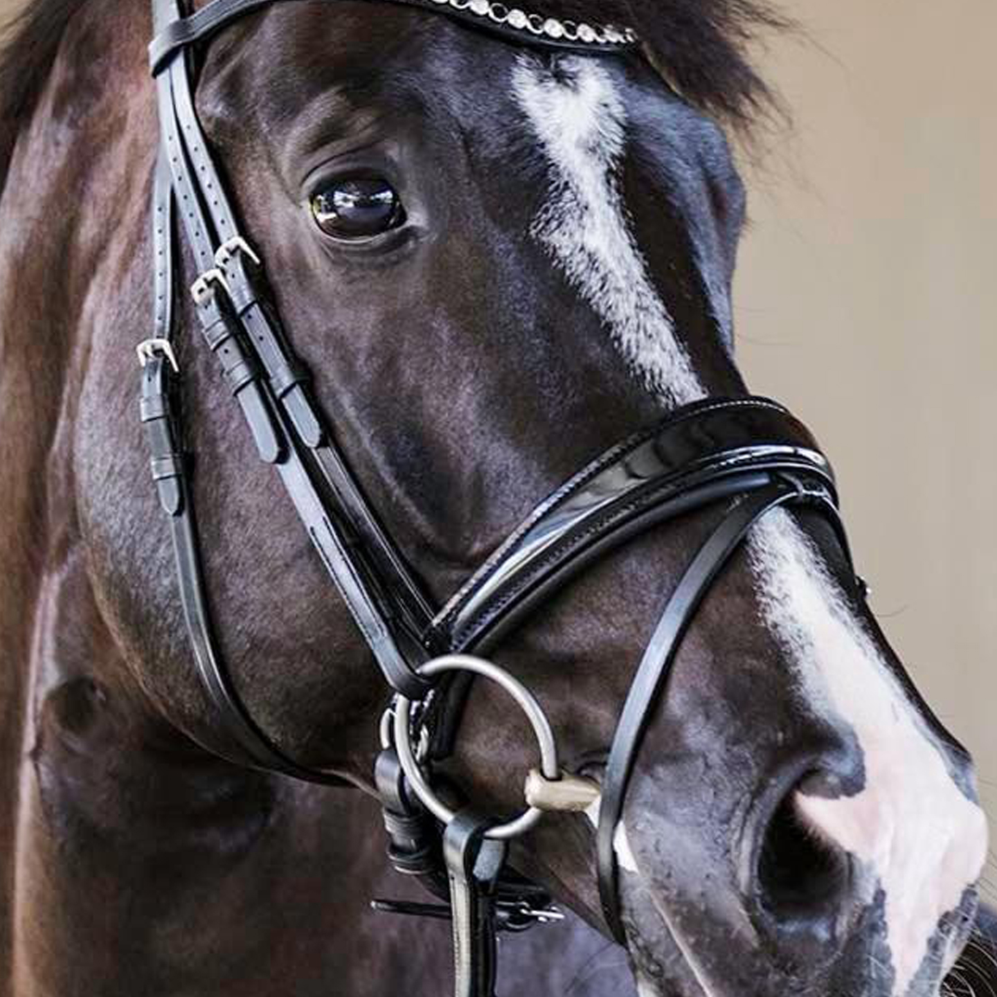 Bridle2Fit
